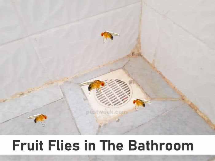 Fruit Flies In Bathroom Sink Semis Online